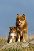 PUP 04 KH0016 01
Finnish Lapphund Puppy And Mother Sitting On Rock In Field