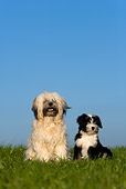 PUP 04 KH0017 01
Tibetan Terrier Mother And Puppy Sitting In Field