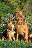 PUP 04 RC0001 02
Portrait Of Bloodhound Puppy And Adult Sitting On Grass By Shrubs