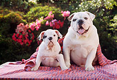 PUP 04 RC0002 01
Portrait Of English Bulldog Puppy And Adult Sitting On Blanket By Shrubs With Pink Flowers