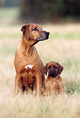 PUP 04 SS0003 01
Rhodesian Ridgeback Mother And Puppy Sitting In Field