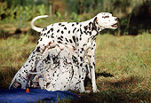 PUP 04 SS0005 01
Dalmatian Nursing Puppies Standing On Grass