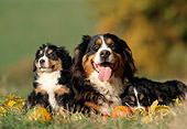 PUP 04 SS0006 01
Bernese Mountain Dog Mother And Puppies Laying On Grass