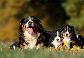 PUP 04 SS0007 01
Bernese Mountain Dog Mother And Puppies Laying On Grass