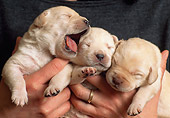 PUP 05 AB0001 01
Three Yellow Labrador Retriever Puppies In Owner's Hands