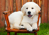 PUP 05 BK0003 01
Yellow Labrador Retriever Puppy Laying On Chair In Grass