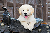 PUP 05 BK0004 01
Yellow Labrador Retriever Puppy Laying On Saddle