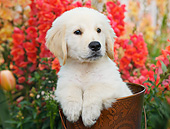 PUP 05 BK0005 01
Yellow Labrador Retriever Puppy Sitting In Bucket In Garden