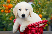 PUP 05 BK0006 01
Yellow Labrador Retriever Puppy Sitting In Wicker Basket By Fruit Tree