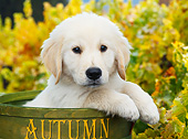 PUP 05 BK0007 01
Yellow Labrador Retriever Puppy Sitting In Bucket
