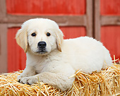 PUP 05 BK0008 01
Yellow Labrador Retriever Puppy Laying On Hay By Barn