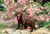 PUP 05 CE0072 01
Chocolate Labrador Retriever Puppy Standing On Rock By Pink Blossoms