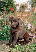 PUP 05 CE0074 01
Chocolate Labrador Retriever Puppy Sitting In Dirt By Pink Flowers