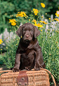 PUP 05 CE0075 01
Chocolate Labrador Retriever Puppy Sitting On Wicker Basket By Yellow Flowers