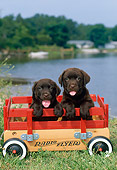 PUP 05 CE0079 01
Two Chocolate Labrador Retriever Puppies Sitting In Wagon By Lake