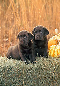 PUP 05 CE0080 01
Two Chocolate Labrador Retriever Puppies Sitting On Hay Bale By Pumpkins