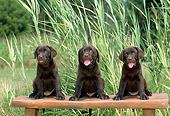 PUP 05 CE0081 01
Three Chocolate Labrador Retriever Puppies Sitting On Bench In Meadow