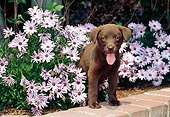 PUP 05 CE0082 01
Labrador Retriever Puppy Standing In Garden Of Daisies