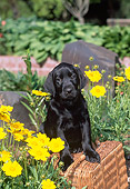 PUP 05 CE0083 01
Black Labrador Retriever Puppy Sitting On Wicker Basket In Garden