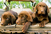 PUP 05 DB0002 01
Three Chocolate Labrador Retriever Puppies Laying In Wagon
