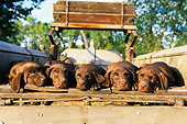 PUP 05 DB0003 01
Five Chocolate Labrador Retriever Puppies Laying In Wagon