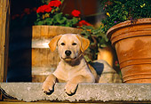 PUP 05 DB0008 01
Yellow Labrador Retriever Puppy Laying On Porch By Planters