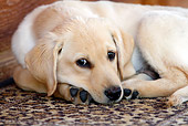 Post image for Human Meds Pose Serious Danger for Pets