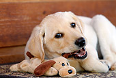 PUP 05 DB0025 01
Portrait Of Yellow Labrador Retriever Puppy Playing With Stuffed Toy On Rug