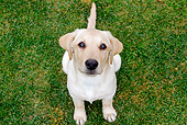 PUP 05 DB0026 01
Yellow Labrador Retriever Puppy Sitting On Grass Looking Up