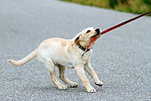 PUP 05 DB0028 01
Yellow Labrador Retriever Puppy Pulling On Leash