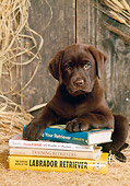 PUP 05 DC0002 01
Portrait Of Chocolate Labrador Retriever Puppy Laying On Books On Hay In Barn