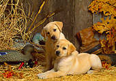 PUP 05 DC0006 01
Portrait Of Two Yellow Labrador Retriever Puppies On Hay In Barn