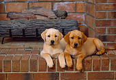 PUP 05 DC0008 01
Two Yellow Labrador Retriever Puppies Laying By Fireplace