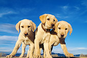 PUP 05 DS0005 01
Three Yellow Labrador Retriever Puppies Standing On Platform