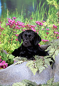 PUP 05 FA0034 01
Black Labrador Retriever Puppy Laying On Boulder By Tall Grass And Pink Flowers