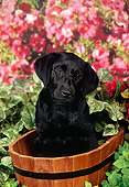 PUP 05 FA0035 01
Black Labrador Retriever Puppy Sitting In Wooden Bucket By Pink Flowers
