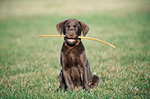 PUP 05 GR0024 03
Chocolate Labrador Retriever Puppy Sitting On Grass With Stick In Mouth