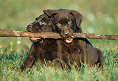 PUP 05 GR0027 01
Two Labrador Retriever Puppies Sitting Together On Grass With Stick In Mouth