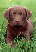 PUP 05 GR0171 01
Close-Up Of Chocolate Labrador Retriever Puppy Laying In Grass