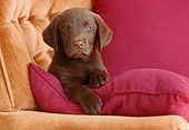 PUP 05 GR0178 01
Chocolate Labrador Retriever Puppy Laying On Red Pillow In Armchair