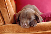 PUP 05 GR0179 01
Close-Up Of Chocolate Labrador Retriever Puppy Sleeping On Red Pillow In Armchair