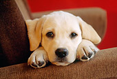 PUP 05 GR0180 01
Head Shot Of Yellow Labrador Retriever Puppy Laying On Armchair