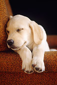 PUP 05 GR0181 01
Head Shot Of Yellow Labrador Retriever Puppy Sleeping On Armchair