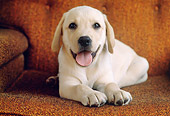 PUP 05 GR0182 01
Yellow Labrador Retriever Puppy Laying On Armchair