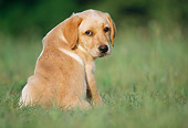 PUP 05 GR0188 01
Yellow Labrador Retriever Puppy Sitting On Grass Looking Back