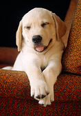 PUP 05 GR0189 01
Yellow Labrador Retriever Puppy Laying On Armchair