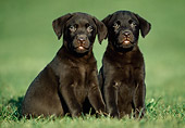 PUP 05 GR0193 01
Chocolate Labrador Retriever Puppies Sitting In Grass