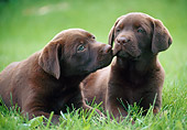 PUP 05 GR0200 01
Two Chocolate Labrador Retriever Puppies Laying On Grass