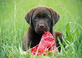PUP 05 GR0201 01
Chocolate Labrador Retriever Puppy Chewing On Red Handkerchief