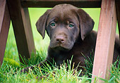 PUP 05 GR0202 01
Chocolate Labrador Retriever Puppy Laying On Grass Under Bench